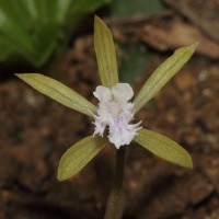 Nervilia simplex (Thouars) Schltr.